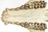 Fossil Oreodont (Merycoidodon) Skull on Base - South Dakota #217200-14